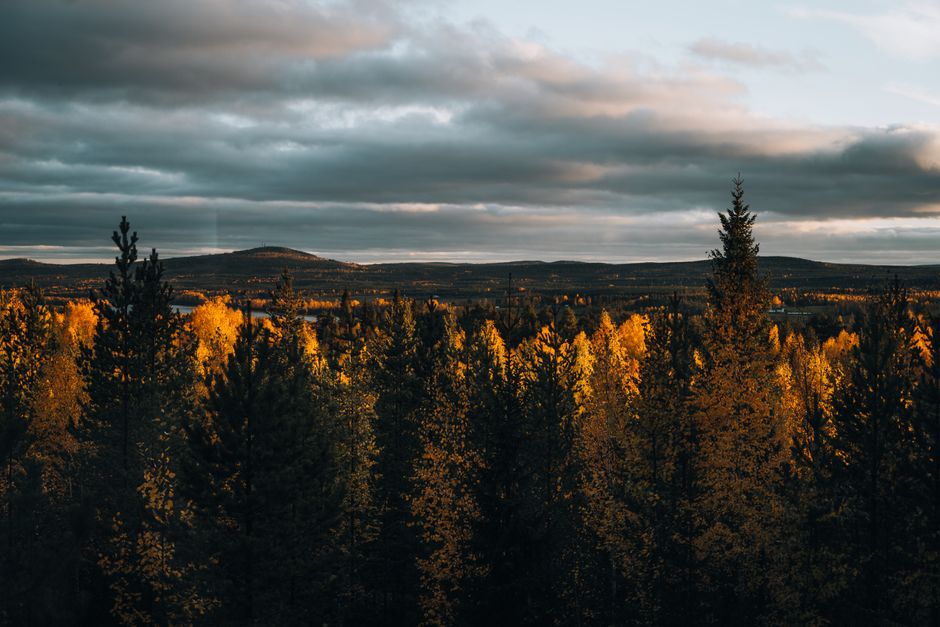 Herfst-thema fotobehang met bomen voor jongenskamer. Herfst-thema fotobehang met bomen voor jongenskamer.